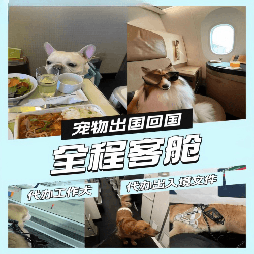海南省宠物托运到白俄罗斯宠物入境规定和要求